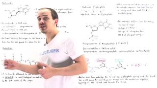 Nucleosides and Nucleotides [upl. by Ycnan]