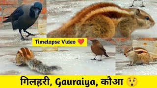 गिलहरी Gauraiya और कौआ का Timelapse  Squirrelsparrow and crow timelapse video  Birds eating food [upl. by Rundgren]