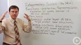 Integumentary System [upl. by Levina806]