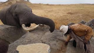 Elephant takes hat You wont believe what happens next [upl. by Jillie830]