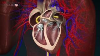 Avec Allodocteurs Traiter larythmie cardiaque grâce à la modélisation 3D [upl. by Naillig732]