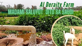 Visiting Al Deraity Rural Farm in Unaizah Saudi Arabia 4K Video [upl. by Meghann857]