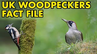 British Woodpeckers Fact File British Wildlife Facts [upl. by Lim]