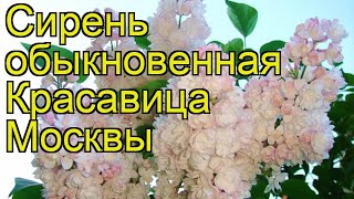 Сирень обыкновенная Красавица Москвы Краткий обзор описание syringa vulgaris Krasavitca Moskvy [upl. by Amorita802]