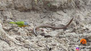 WATCH Gutsy greyheaded bush shrike makes quick meal of snake [upl. by Bernete]