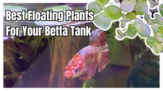 Best floating plants for your betta tank [upl. by Llenrub528]