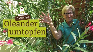 Oleander umtopfen Wann und wie [upl. by Veradi]