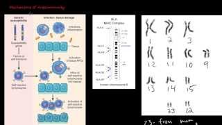 86P Mechanisms of Autoimmunity [upl. by Ailem371]