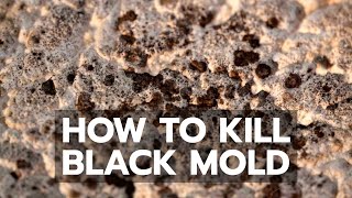 How to Kill Black Mold Safely amp Forever [upl. by Anuahs]