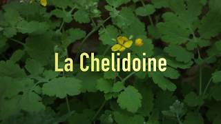 La Chélidoine comment vous débarrasser de vos verrues gratuitement [upl. by Arela]