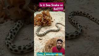 Snake Eel Approaches Diver🪱🪱 eel snake sea marinelife youtubeshorts shorts 2024 [upl. by Ninerb]