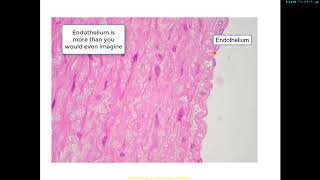 Serosa and Adventitia  GIT Histology [upl. by Tirza]