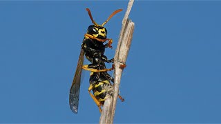 A Wasp Grooms Herself [upl. by Annuahsal]