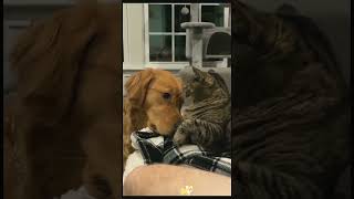 Funny Animals Videos 😂 Best Funny Cat amp Dog Moments Compilation 🐱🐶 16 shorts [upl. by Aizatsana]