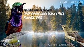 Terapi Burung Konin Bahan Stress Dan Macet Bunyi Agar Gacor Kembali [upl. by Grazia]