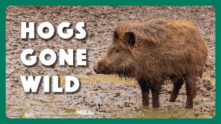 Hogs Wild Fighting the Feral Pig Problem [upl. by Kameko]