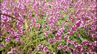 LE SERPOLET  THYM DES MONTAGNES  PLANTE MEDICINALE [upl. by Irovi]