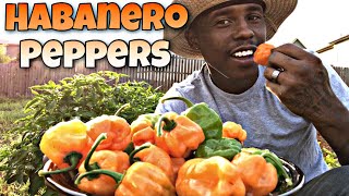 Harvesting Habanero Peppers  When is a Habanero Ready to Harvest [upl. by Zerdna]