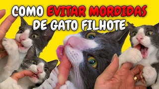 GATO FILHOTE MORDENDO MUITO 4 DICAS BARATAS para BRINCAR com o GATO e EVITAR MORDIDAS e ARRANHÕES [upl. by Elleina40]