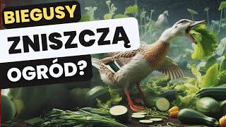 Czy kaczki biegusy zjedzą zniszczą uprawy [upl. by Orrin926]