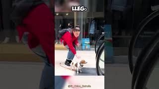 Esta chica SALVÓ al asustado perro de la ABUELA 😯👏 [upl. by Arocahs707]