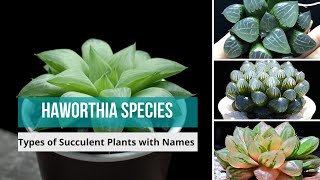 Haworthia Species  haworthia types of haworthia Succulent Plants with Names  haworthias [upl. by Lenhart]