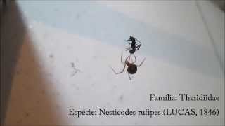 Aranha Nesticodes rufipes  Spider [upl. by Zerep]