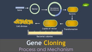 Gene Cloning Animation  Genetic Engineering  Basic Science Series [upl. by Acinor547]