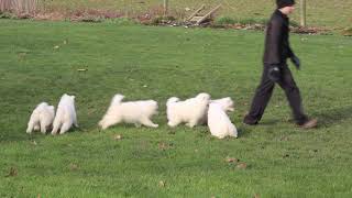 Samoyed Puppies For Sale [upl. by Flaherty]