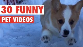 30 Funny Pet Videos Animal Compilation 2016 [upl. by Nette]