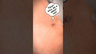 A Day in a Life of a Mosquito 🦟🤣 funny funnyanimals mosquitoes [upl. by Uy]