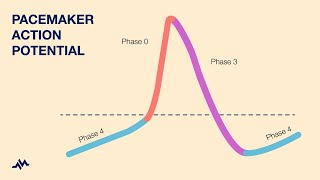 Action Potential  Most COMPREHENSIVE Explanation  Nerve Physiology [upl. by Higginbotham]