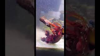 peacock mantis destroys crayfish prey [upl. by Brose630]