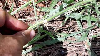 Vídeo sobre braquiária ruziziensis 14 [upl. by Atnaloj]