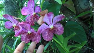 Orchid Pollination amp Creating Seedlings  SimplyOrchids [upl. by Delaney848]