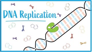 DNA replication  dna rna replication genetics biology mutation transcription translation [upl. by Otreblig]