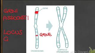 Dalle leggi di Mendel al DNA 🧬  La teoria cromosomica dell’ereditarietà [upl. by Adivad]