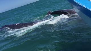 Whale trip Guerrero Negro [upl. by Oisor]