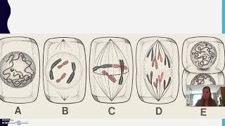 16 Chromosomen en 17 Celdeling [upl. by Kowtko467]