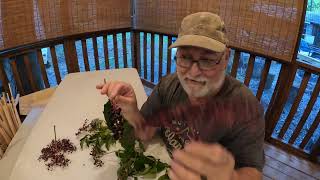 Wild Edible WV Plants Quest to get on the Alone show [upl. by Ecniv760]