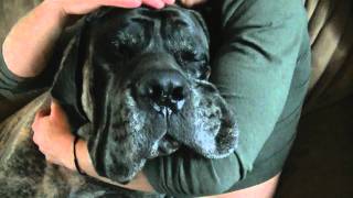 English Mastiff  230 lbs [upl. by Alvan719]