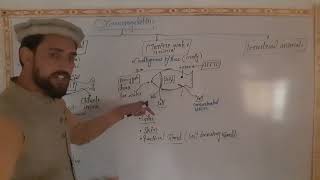 Osmoregulation of Animals in Different Environments Fresh water Marine Water terrestrial Anim [upl. by Shaner]