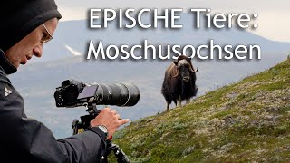 Moschusochsen in Norwegen 🎥 Fotografieren und Filmen  Doku [upl. by Connors]