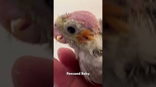 Noises Produced by Regular Bird vs Rescued Bird [upl. by Adiraf]