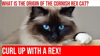 Meet the Elegant Cornish Rex Cat History Characteristics amp Care [upl. by Old]