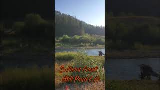 Sullivan Creek at Mill Pond CG [upl. by Aknaib]