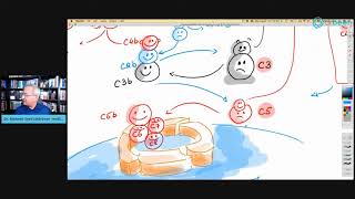 Hypercoagulability clotting due to Complement and TFEnriched NETs [upl. by Enilatan]