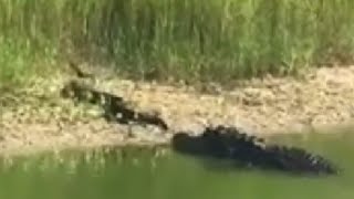 HD Gator Attacks Water Moccasin Alligator vs cottonmouth [upl. by Tower]