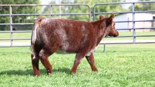 KEGLEY  SHORTHORN [upl. by Garek58]