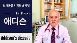 16  애디슨  Addison’s disease  LA Pet Care Dr Kwon반려동물 의학정보 채널 [upl. by Silvers861]